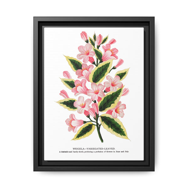 Pink flowers, Weigela lithograph (1900) - NOMADEN ART GALLERY