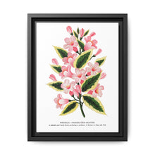 Pink flowers, Weigela lithograph (1900) - NOMADEN ART GALLERY