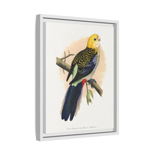 Pale-Headed or Mealy Rosella (Platycercus adscitus) colored wood-engraved plate by Alexander Francis Lydon.