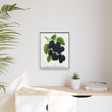 Snyder Blackberry lithograph from Botanical Specimen published by Rochester Lithographing
