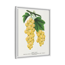 White Grape Lithograph | Vintage Botanical Wall Art Print