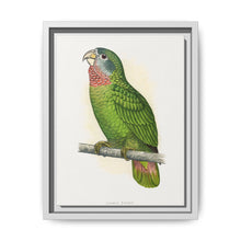 Jamaica Parrot (Amazona collaria) colored wood-engraved plate by Alexander Francis Lydon - NOMADEN ART GALLERY
