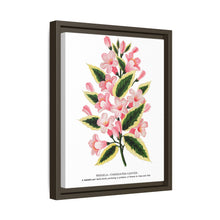 Pink flowers, Weigela lithograph (1900)