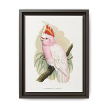 Leadbeater's Cockatoo (Lophochroa leadbeateri) colored wood-engraved plate by Alexander Francis Lydon - NOMADEN ART GALLERY