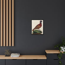A horned Indian pheasant standing on the grass by J. Pass after J. E. Ihle.