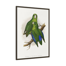 Passerine or Blue-winged Parrakeet (Psittacula columboides) colored wood-engraved plate by Alexander Francis Lydon