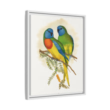 Prachtsittich (Neophema splendida) farbige Holzstichplatte von Alexander Francis Lydon