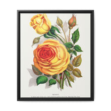 lithograph from Botanical Specimen published by Rochester Lithographing - NOMADEN ART GALLERY