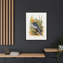 Cockatiel (Nymphicus hollandicus) colored wood-engraved plate by Alexander Francis Lydon