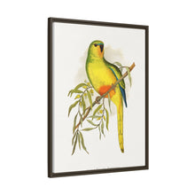 Orange-Bellied Parrakeet (Neophema chrysogaster) colored wood-engraved plate by Alexander Francis Lydon.