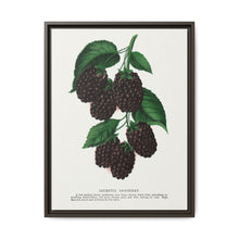 Lucretia Dewberry lithograph. Digitally enhanced from our own original 1900 edition plates of Botanical Specimen published by Rochester Lithographing - NOMADEN ART GALLERY