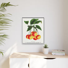 Gov Wood cherry lithograph. Digitally enhanced from our own original 1900 edition plates of Botanical Specimen published by Rochester Lithographing