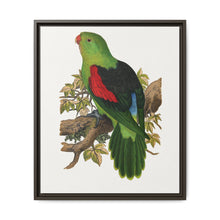 Red-winged parakeet (Aprosmictus erythropterus) colored wood-engraved plate by Alexander Francis Lydon - NOMADEN ART GALLERY
