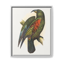 Mountain Parrot (Nestor notabilis) colored wood-engraved plate by Alexander Francis Lydon - NOMADEN ART GALLERY