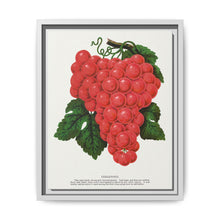 Vergennes grape lithograph. Digitally enhanced from our own original 1900 edition plates of Botanical Specimen published by Rochester Lithographing - NOMADEN ART GALLERY