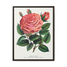 Pink rose, Glorie de Dijon lithograph. Digitally enhanced from our own original 1900 edition plates of Botanical Specimen published by Rochester Lithographing - NOMADEN ART GALLERY