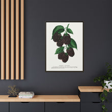Lucretia Dewberry lithograph. Digitally enhanced from our own original 1900 edition plates of Botanical Specimen published by Rochester Lithographing