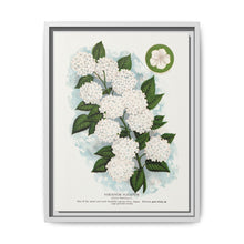 Japanese snowball flower lithograph. Digitally enhanced from our own original 1900 edition plates of Botanical Specimen published by Rochester Lithographing - NOMADEN ART GALLERY