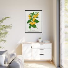 Golden queen raspberry lithograph. Digitally enhanced from our own original 1900 edition plates of Botanical Specimen published by Rochester Lithographing
