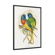 Prachtsittich (Neophema splendida) farbige Holzstichplatte von Alexander Francis Lydon