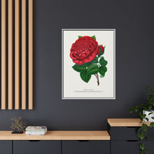 Red rose, American Beauty lithograph. Digitally enhanced from our own original 1900 edition plates of Botanical Specimen published by Rochester Lithographing