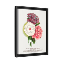 Double Althea in 3 colors lithograph. Digitally enhanced from our own original 1900 edition plates of Botanical Specimen published by Rochester Lithographing