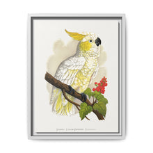Lesser Lemon-Crested Cockatoo (Cacatua sulphurea) colored wood-engraved plate by Alexander Francis Lydon - NOMADEN ART GALLERY