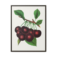 Black Tartarian cherry lithograph. Digitally enhanced from our own original 1900 edition plates of Botanical Specimen published by Rochester Lithographing - NOMADEN ART GALLERY