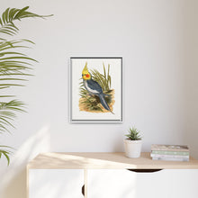 Cockatiel (Nymphicus hollandicus) colored wood-engraved plate by Alexander Francis Lydon