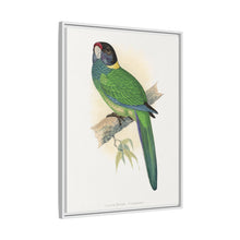 Lydon's Yellow-Naped Parrakeet | Vintage Bird Wall Art Print