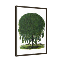 Kilmarnock Weeping Willow tree lithograph. Digitally enhanced from our own original 1900 edition plates of Botanical Specimen published by Rochester Lithographing