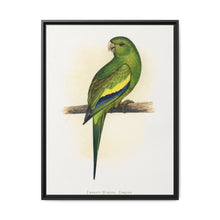 Canary-Winged Conure ( Brotogeris versicolurus) colored wood-engraved plate by Alexander Francis Lydon - NOMADEN ART GALLERY