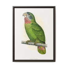 Jamaica Parrot (Amazona collaria) colored wood-engraved plate by Alexander Francis Lydon - NOMADEN ART GALLERY