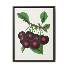 Black Tartarian cherry lithograph. Digitally enhanced from our own original 1900 edition plates of Botanical Specimen published by Rochester Lithographing - NOMADEN ART GALLERY