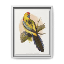 Yellow-Rumped Parrakeet (Platycercus elegans flaveolus) colored wood-engraved plate by Alexander Francis Lydon. - NOMADEN ART GALLERY