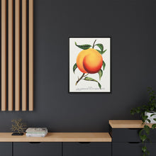 Foster peach lithograph. Digitally enhanced from our own original 1900 edition plates of Botanical Specimen published by Rochester Lithographing