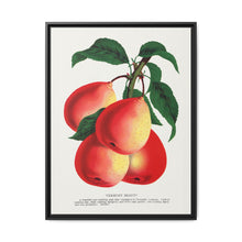 Vermont Beauty pear lithograph. Digitally enhanced from our own original 1900 edition plates of Botanical Specimen published by Rochester Lithographing - NOMADEN ART GALLERY