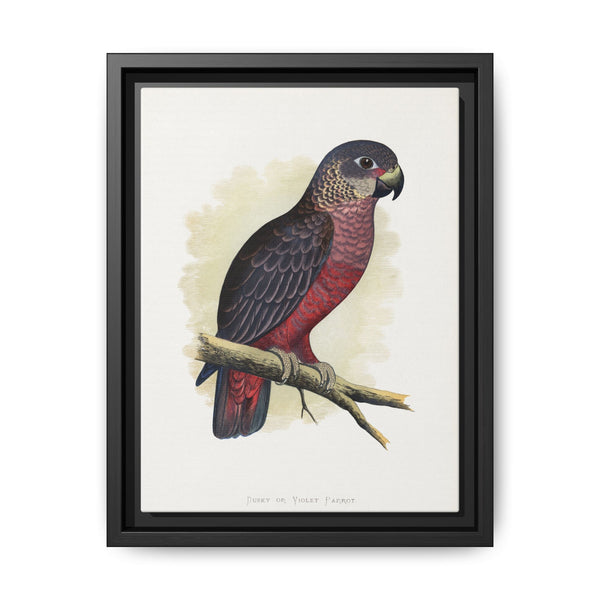 Dusky or Violet Parrot (Pionus fuscus) colored wood-engraved plate by Alexander Francis Lydon. - NOMADEN ART GALLERY
