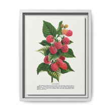 Cuthbert raspberry lithograph. Digitally enhanced from our own original 1900 edition plates of Botanical Specimen published by Rochester Lithographing - NOMADEN ART GALLERY