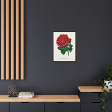 Red rose, American Beauty lithograph. Digitally enhanced from our own original 1900 edition plates of Botanical Specimen published by Rochester Lithographing