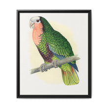 Red-Throated White-Fronted Amazon (Amazona leucocephala) colored wood-engraved plate by Alexander Francis Lydon. - NOMADEN ART GALLERY