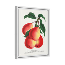 Vermont Beauty pear lithograph. Digitally enhanced from our own original 1900 edition plates of Botanical Specimen published by Rochester Lithographing