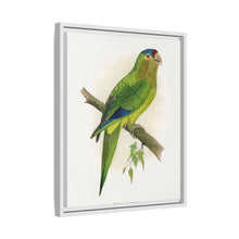 Petz's Conure (Aratinga canicularis) colored wood-engraved plate by Alexander Francis Lydon