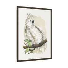 Placa xilográfica coloreada de la cacatúa de cresta blanca (Cacatua alba) de Alexander Francis Lydon