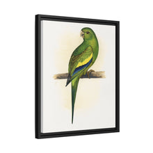 Canary-Winged Conure ( Brotogeris versicolurus) colored wood-engraved plate by Alexander Francis Lydon