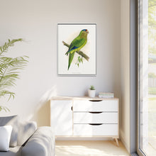 Petz's Conure (Aratinga canicularis) colored wood-engraved plate by Alexander Francis Lydon