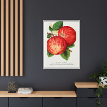 Duchess of Oldenburg apples lithograph from Botanical Specimen published by Rochester Lithographing