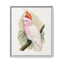 Leadbeater's Cockatoo (Lophochroa leadbeateri) colored wood-engraved plate by Alexander Francis Lydon - NOMADEN ART GALLERY