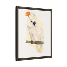 Great Salmon-Crested Cockatoo (CACATUA MOLUCCENSIS) colored wood-engraved plate by Alexander Francis Lydon.