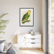 Double-Fronted or Le Vaillant's Amazon (Amazona oratrix) colored wood-engraved plate by Alexander Francis Lydon.